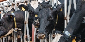 В Казахстане предложили создать новый госорган для ветеринарной безопасности