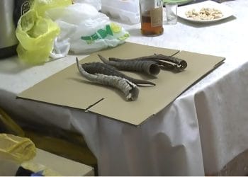 Полиция Алматы задержала иностранца, хранившего 4,5 тысячи рогов сайги