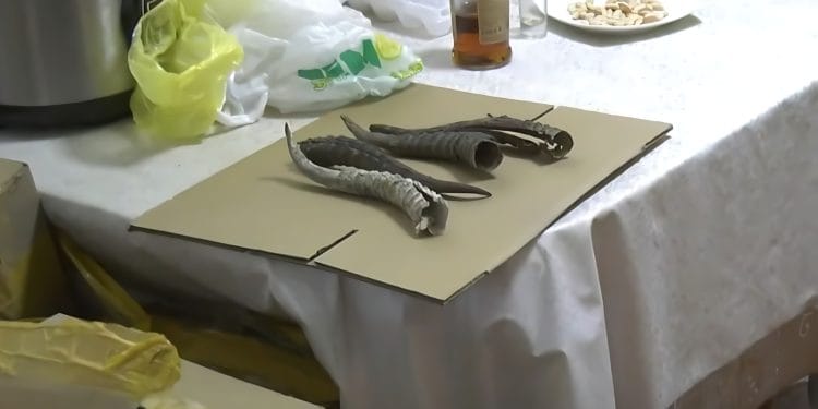 Полиция Алматы задержала иностранца, хранившего 4,5 тысячи рогов сайги