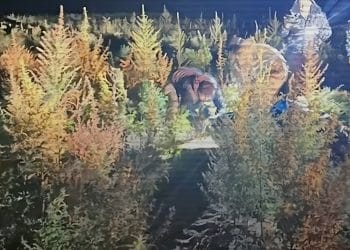 МВД Казахстана арестовало двух мужчин, собравших полтонны конопли