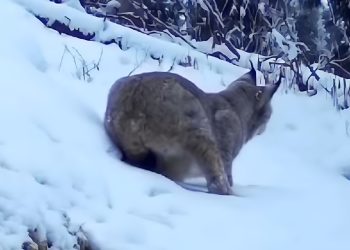 туркестанская рысь