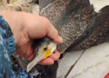 Рыбинспекция о массовой гибели бакланов и тюленей на Каспии