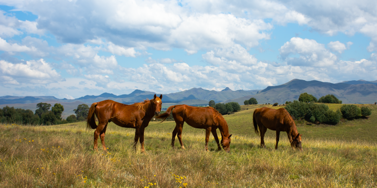 В Абайской области задержали банду скотокрадов, похитивших более 50 лошадей