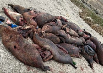 Эксперт назвала возможные причины гибели тюленей на Каспии