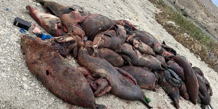 Эксперт назвала возможные причины гибели тюленей на Каспии