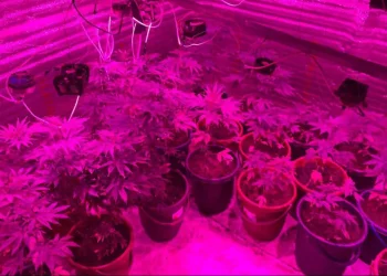 Гров бокс, нарколаборатория, каннабис