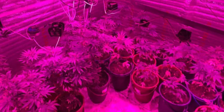 Гров бокс, нарколаборатория, каннабис