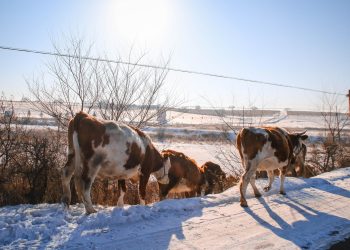 коровы зимой