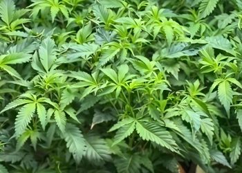 В Шымкенте обнаружена лаборатория для выращивания конопли