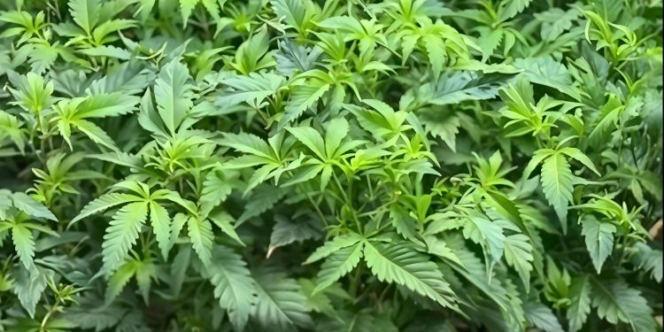 В Шымкенте обнаружена лаборатория для выращивания конопли