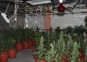 Наркофитолаборатория