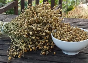 гармала, адыраспан
