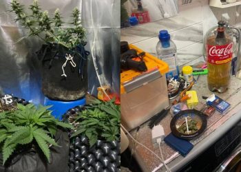 нарколаборатория, фитолаборатория, марихуана