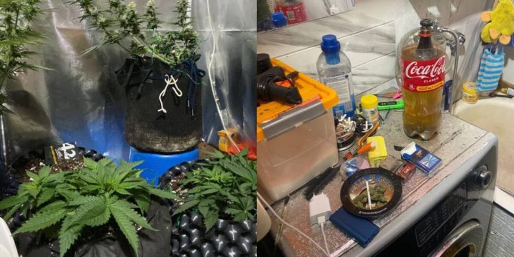 нарколаборатория, фитолаборатория, марихуана