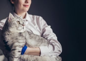 Ветеринар