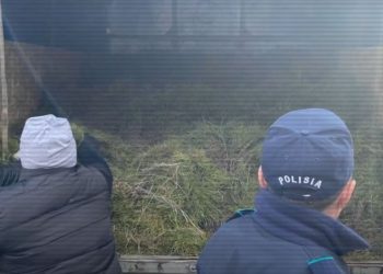 хищение саженцев сосны