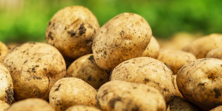 молодой картофель