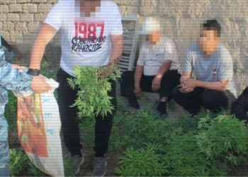 каннабис