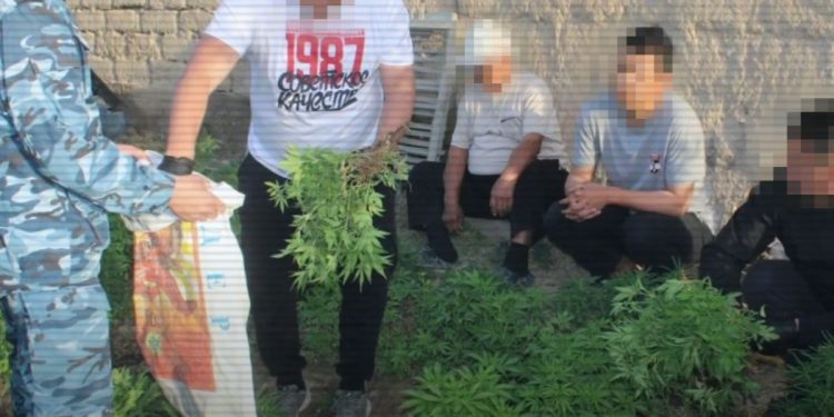 каннабис