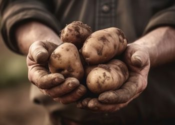 картофель