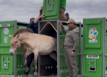 лошадь Пржевальского