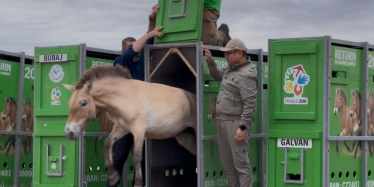лошадь Пржевальского