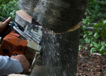 спил дерева