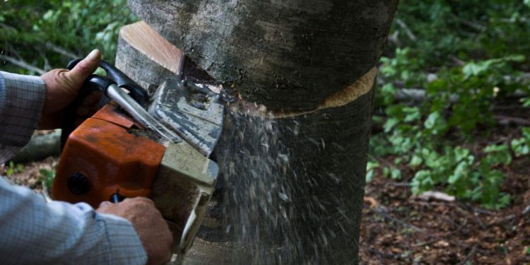 спил дерева