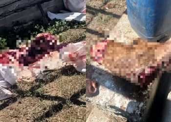 Застрелил лося