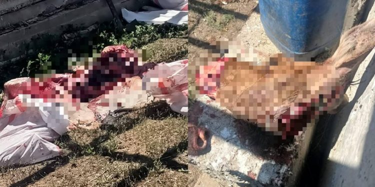 Застрелил лося