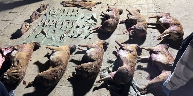 туши и рога сайги