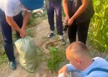 плантация конопли среди кукурузы