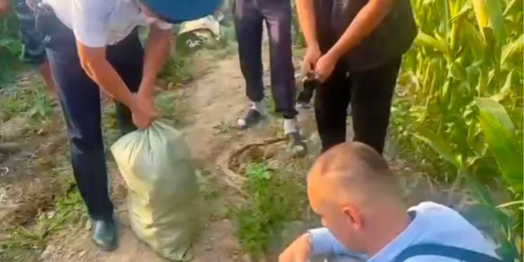 плантация конопли среди кукурузы