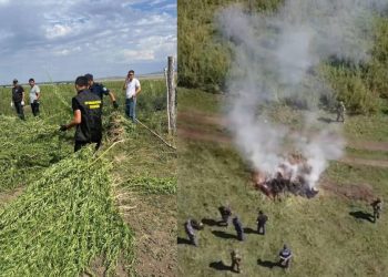 полицейские уничтожили более 8 тысяч кустов дикорастущей конопли