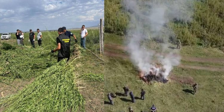 полицейские уничтожили более 8 тысяч кустов дикорастущей конопли
