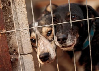 Приют для животных