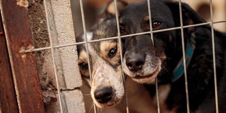 Приют для животных