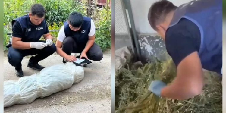 76-летний житель задержан за выращивание 164 кустов наркосодержащих растений