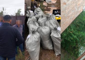 плантация конопли
