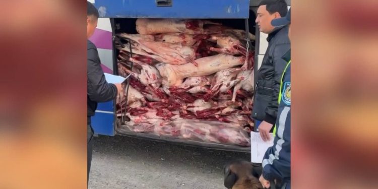 Пассажирский автобус вёз сотни килограммов мяса