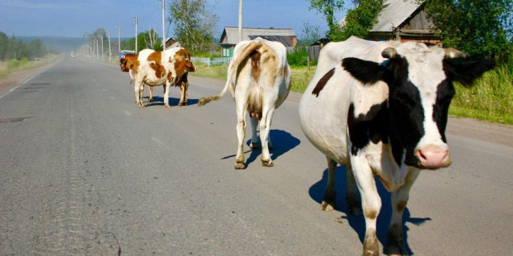 Коровы на дороге
