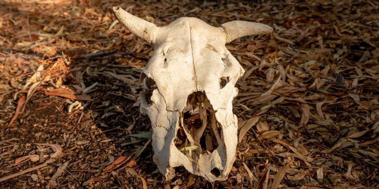 скотомогильник