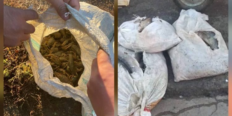 В ЗКО задержали браконьеров с мешками рыбы и раков