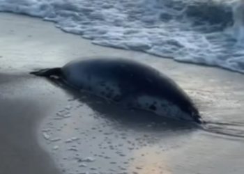 Мертвый тюлень