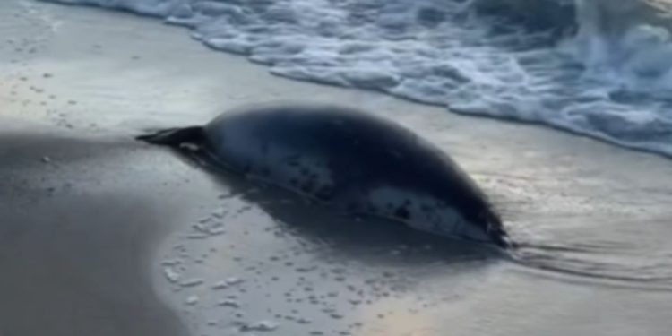 Мертвый тюлень