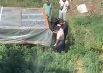 Кусты конопли