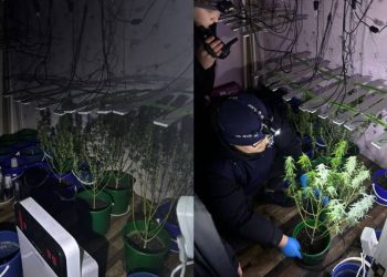 Выращивание конопли