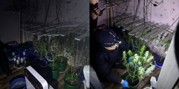 Выращивание конопли