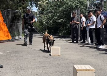 Служебная собака