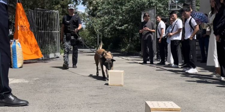 Служебная собака